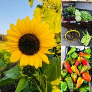 Read more about the article Vente de produits Jardins du Loup – Vendredi 4 Octobre – FAMILY BAGS
